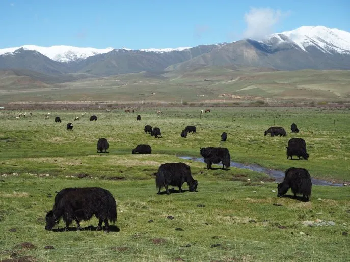 zijderoute landschap met Bisons